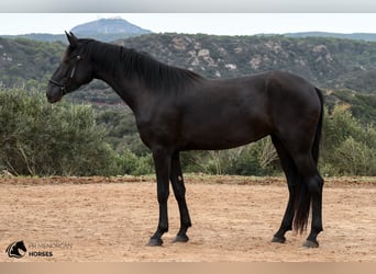 Menorquín, Yegua, 4 años, 160 cm, Negro
