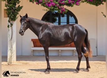 Menorquín, Yegua, 4 años, 161 cm, Negro
