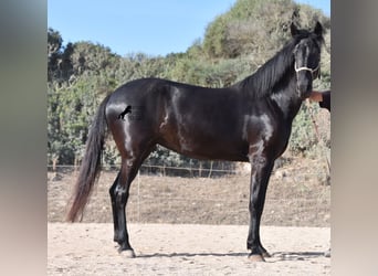 Menorquín, Yegua, 4 años, 161 cm, Negro
