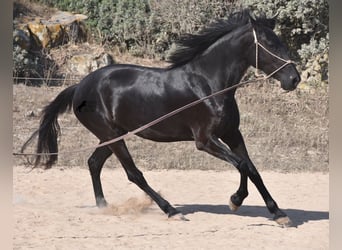 Menorquín, Yegua, 4 años, 161 cm, Negro