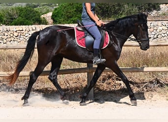 Menorquín, Yegua, 4 años, 161 cm, Negro
