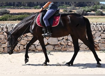 Menorquín, Yegua, 4 años, 161 cm, Negro