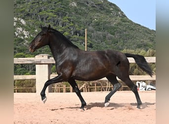 Menorquín, Yegua, 4 años, 161 cm, Negro