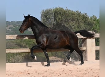Menorquín, Yegua, 4 años, 161 cm, Negro