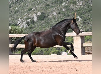 Menorquín, Yegua, 4 años, 161 cm, Negro
