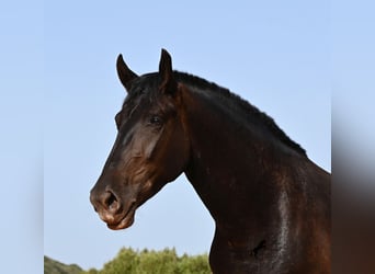 Menorquín, Yegua, 4 años, 161 cm, Negro