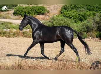 Menorquín, Yegua, 4 años, 165 cm, Negro