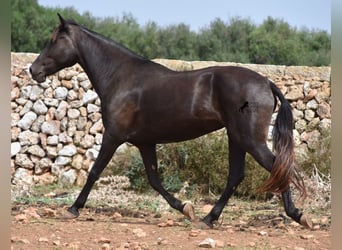 Menorquín, Yegua, 5 años, 154 cm, Negro