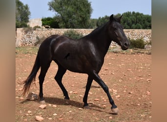 Menorquín, Yegua, 5 años, 154 cm, Negro
