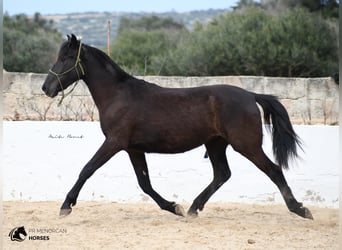 Menorquín, Yegua, 5 años, 155 cm, Negro