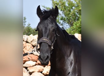 Menorquín, Yegua, 5 años, 158 cm, Negro