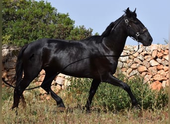 Menorquín, Yegua, 5 años, 158 cm, Negro