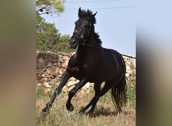 Menorquín, Yegua, 5 años, 158 cm, Negro