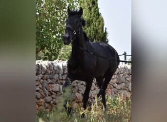 Menorquín, Yegua, 5 años, 158 cm, Negro