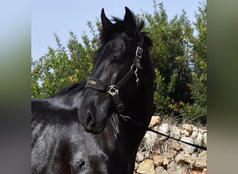 Menorquín, Yegua, 5 años, 158 cm, Negro