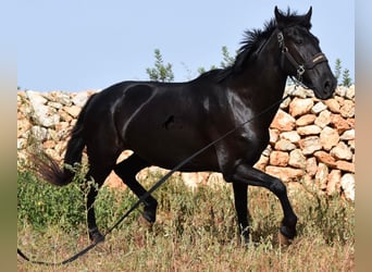 Menorquín, Yegua, 5 años, 158 cm, Negro