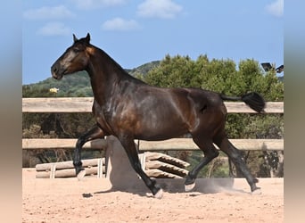 Menorquín, Yegua, 5 años, 159 cm, Negro