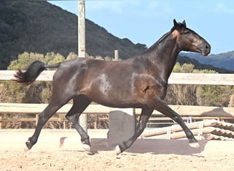 Menorquín, Yegua, 5 años, 159 cm, Negro