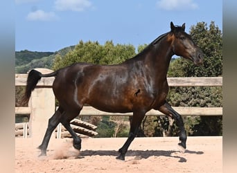 Menorquín, Yegua, 5 años, 159 cm, Negro