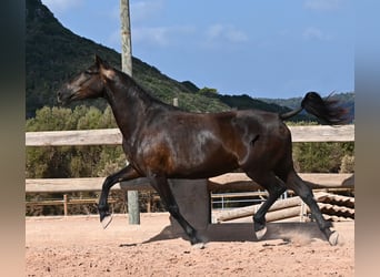Menorquín, Yegua, 5 años, 159 cm, Negro