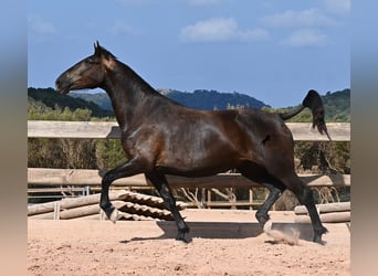 Menorquín, Yegua, 5 años, 159 cm, Negro