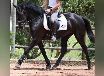 Menorquín, Yegua, 5 años, 165 cm, Negro