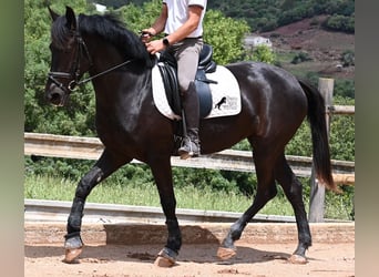 Menorquín, Yegua, 5 años, 165 cm, Negro