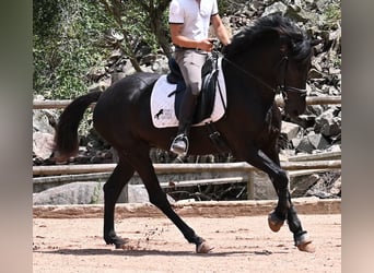 Menorquín, Yegua, 5 años, 165 cm, Negro