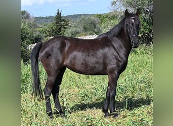 Menorquín, Yegua, 5 años, 167 cm, Negro