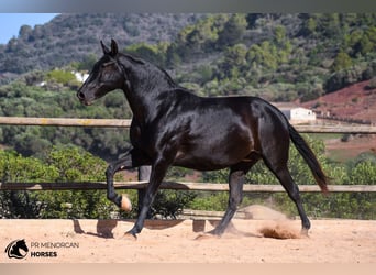 Menorquín, Yegua, 6 años, 152 cm, Negro