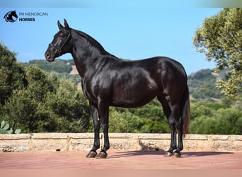 Menorquín, Yegua, 6 años, 152 cm, Negro