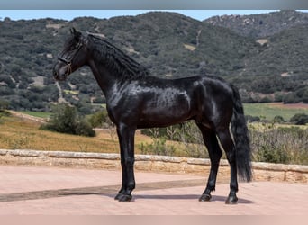 Menorquín, Yegua, 6 años, 152 cm, Negro