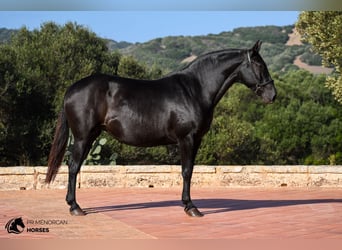 Menorquín, Yegua, 6 años, 152 cm, Negro