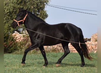 Menorquín, Yegua, 6 años, 154 cm, Negro