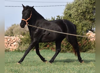 Menorquín, Yegua, 6 años, 154 cm, Negro