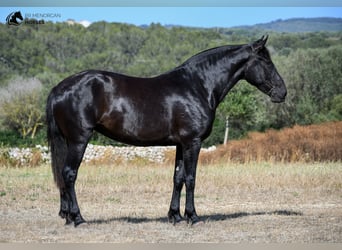 Menorquín, Yegua, 6 años, 168 cm, Negro