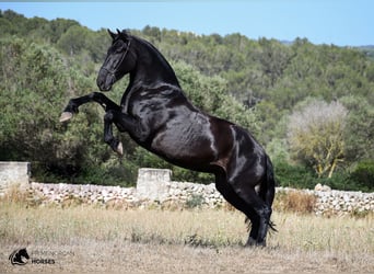 Menorquín, Yegua, 6 años, 168 cm, Negro