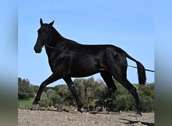 Menorquín, Yegua, 6 años, 171 cm, Negro Menorquín, Yegua, 6 años, 171 cm, Negro