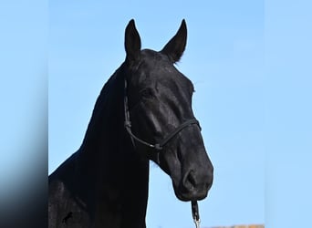 Menorquín, Yegua, 6 años, 171 cm, Negro Menorquín, Yegua, 6 años, 171 cm, Negro