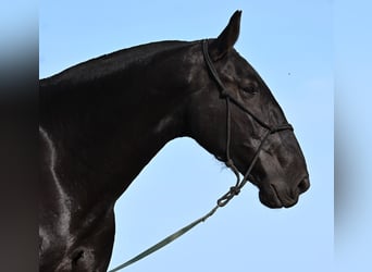 Menorquín, Yegua, 6 años, 171 cm, Negro Menorquín, Yegua, 6 años, 171 cm, Negro
