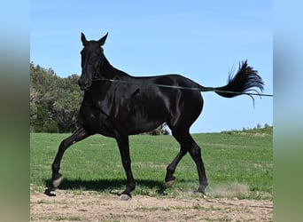 Menorquín, Yegua, 6 años, 171 cm, Negro Menorquín, Yegua, 6 años, 171 cm, Negro