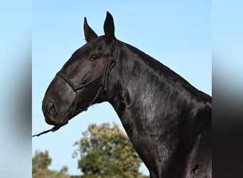 Menorquín, Yegua, 6 años, 171 cm, Negro Menorquín, Yegua, 6 años, 171 cm, Negro