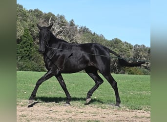 Menorquín, Yegua, 6 años, 171 cm, Negro Menorquín, Yegua, 6 años, 171 cm, Negro