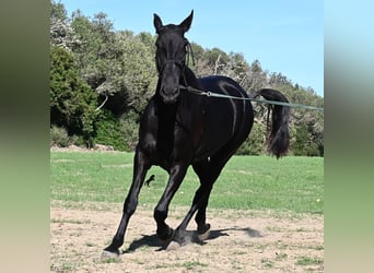 Menorquín, Yegua, 6 años, 171 cm, Negro Menorquín, Yegua, 6 años, 171 cm, Negro