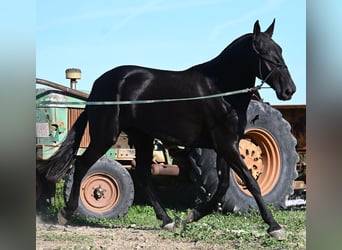 Menorquín, Yegua, 6 años, 171 cm, Negro