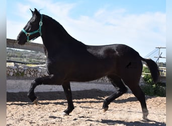 Menorquín, Yegua, 7 años, 150 cm, Negro