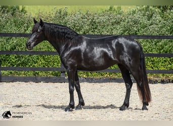 Menorquín, Yegua, 7 años, 160 cm, Negro
