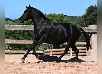 Menorquín, Yegua, 8 años, 153 cm, Negro