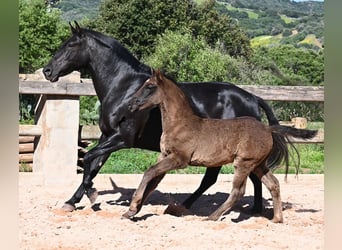 Menorquín, Yegua, 8 años, 153 cm, Negro
