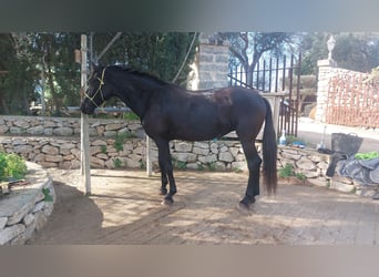 Menorquín, Yegua, 8 años, 154 cm, Negro